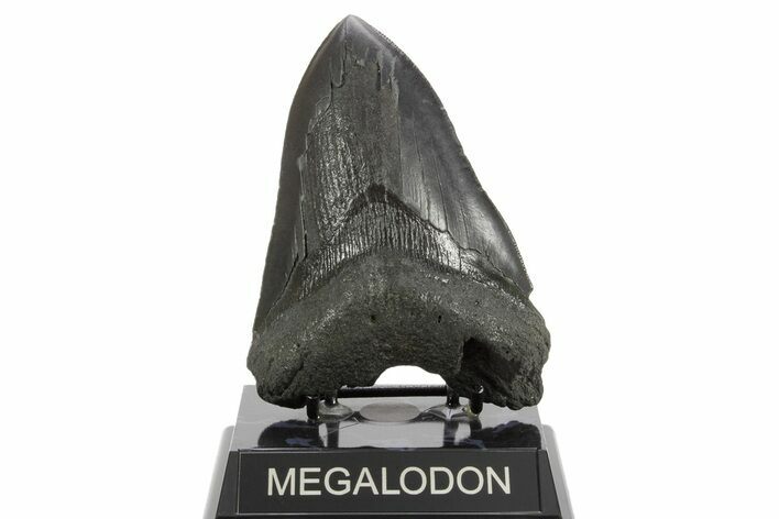 Bargain, Fossil Megalodon Tooth - Serrated Edge #374694